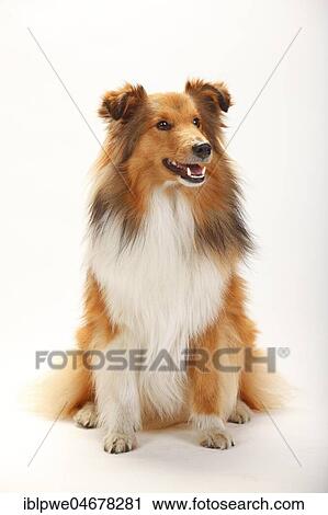 Sheltie, male, sable-white, sitting View Large Photo Image Stock Image - Sheltie, male, sable-white, sitting. Fotosearch