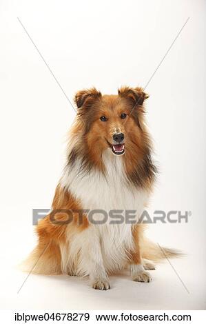 Sheltie, male, sable-white, sitting View Large Photo Image Stock Photo - Sheltie, male, sable-white, sitting. Fotosearch