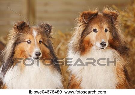 Sheltie, males, sable-white, 11and 12 years, two dogs sitting, animal portrait View Large Photo Image Stock Photo - Sheltie, males, sable-white, 11and 12 years, two dogs sitting, animal portrait. Fotosearch