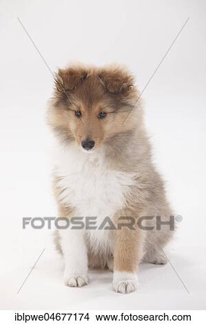 Picture - Sheltie, puppy, 10 weeks, sitting. Fotosearch