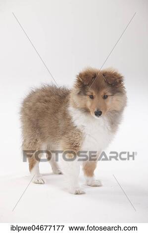 Stock Photo - Sheltie, puppy, 10 weeks, standing. Fotosearch