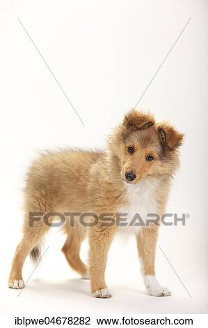 Sheltie, puppy, sable-white, 3 months, standing View Large Photo Image Stock Image - Sheltie, puppy, sable-white, 3 months, standing. Fotosearch