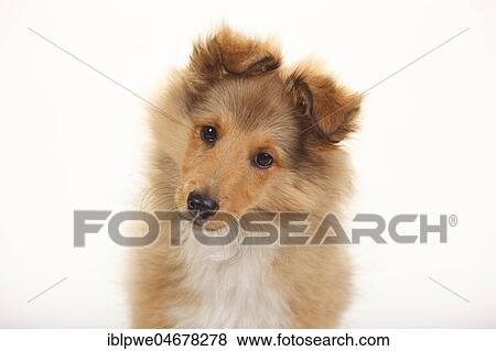 Sheltie, puppy, sable-white, 3 months, animal portrait View Large Photo Image Stock Photo - Sheltie, puppy, sable-white, 3 months, animal portrait. Fotosearch