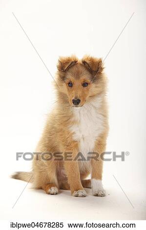 Sheltie, puppy, sable-white, 3 months, sitting View Large Photo Image Stock Photography - Sheltie, puppy, sable-white, 3 months, sitting. Fotosearch