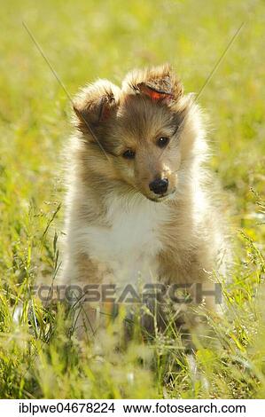 Sheltie, puppy, sable-white, 9 weeks, sitting in meadow View Large Photo Image Picture - Sheltie, puppy, sable-white, 9 weeks, sitting in meadow. Fotosearch