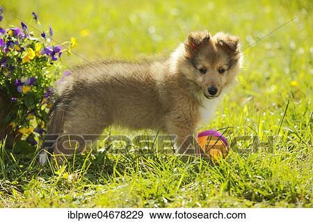 Sheltie, puppy, sable-white, 9 weeks, standing in the grass with dog toys, ball View Large Photo Image Stock Photo - Sheltie, puppy, sable-white, 9 weeks, standing in the grass with dog toys, ball. Fotosearch