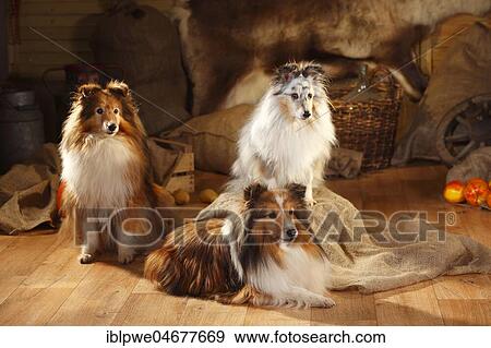 Shelties, males, sable-white and blue-merle, three dogs sitting in barn View Large Photo Image Stock Photo - Shelties, males, sable-white and blue-merle, three dogs sitting in barn. Fotosearch