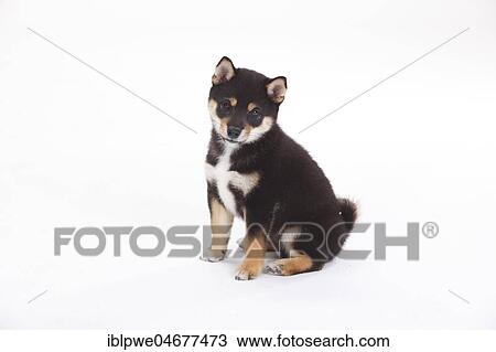 Shiba Inu, puppy, 9 weeks, sitting, lateral View Large Photo Image Stock Image - Shiba Inu, puppy, 9 weeks, sitting, lateral. Fotosearch