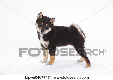 Shiba Inu, puppy, 9 weeks, standing, lateral View Large Photo Image Picture - Shiba Inu, puppy, 9 weeks, standing, lateral. Fotosearch