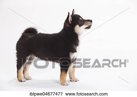 Shiba Inu, puppy, 9 weeks, standing, lateral View Large Photo Image Stock Photo - Shiba Inu, puppy, 9 weeks, standing, lateral. Fotosearch
