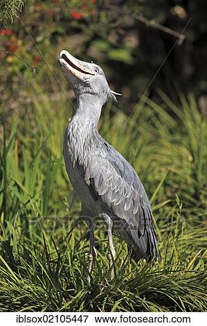 Shoebill (Balaeniceps rex), adult, captive, California, USA, North America View Large Photo Image Stock Photo - Shoebill (Balaeniceps rex), adult, captive, California, USA, North America. Fotosearch