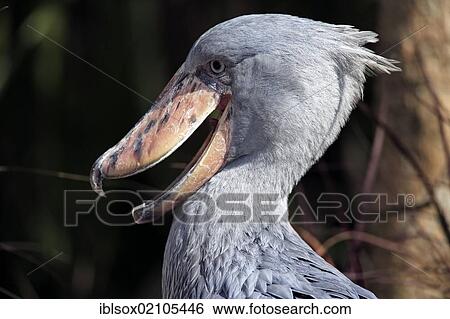Shoebill (Balaeniceps rex), adult, portrait, captive, California, USA, North America View Large Photo Image Stock Photograph - Shoebill (Balaeniceps rex), adult, portrait, captive, California, USA, North America. Fotosearch