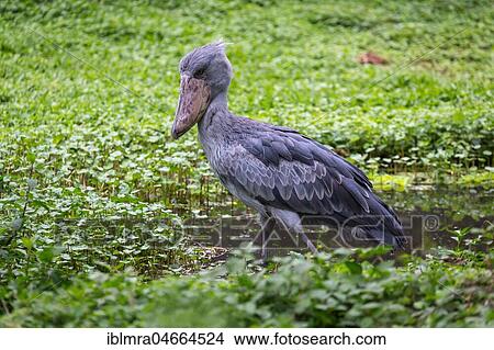 Picture - Shoebill (Balaeniceps rex) stands in shallow water, captive, Uganda Wildlife Education Centre, Entebbe, Uganda, Africa. Fotosearch