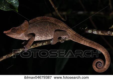 Short-horned chameleon (Calumma brevicorne), male on a branch, Analamazoatra, Andasibe National Park, Madagascar, Africa View Large Photo Image Stock Photo - Short-horned chameleon (Calumma brevicorne), male on a branch, Analamazoatra, Andasibe National Park, Madagascar, Africa. Fotosearch