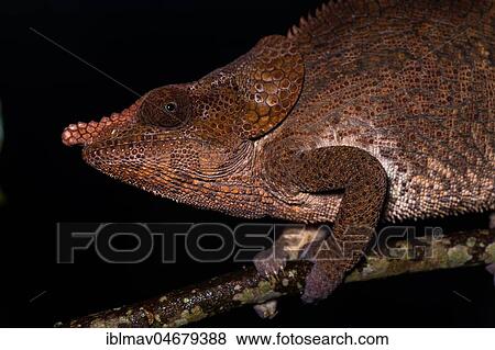 Short-horned chameleon (Calumma brevicorne), male, animal portrait, Analamazoatra, Andasibe National Park, Madagascar, Africa View Large Photo Image Stock Photo - Short-horned chameleon (Calumma brevicorne), male, animal portrait, Analamazoatra, Andasibe National Park, Madagascar, Africa. Fotosearch