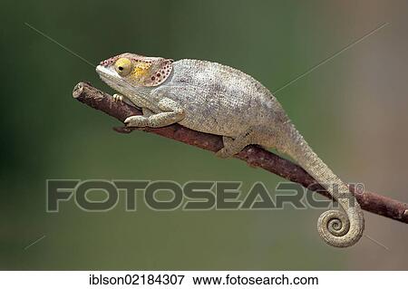 Stock Photo - Short-horned Chameleon (Calumma brevicorne), female, foraging, Madagascar, Africa. Fotosearch