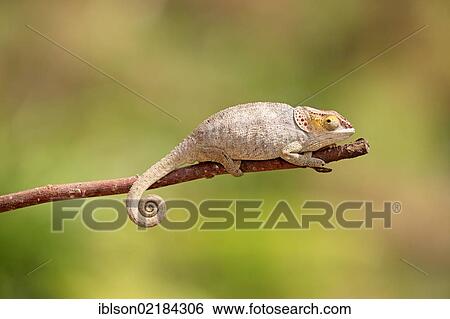 Short-horned Chameleon (Calumma brevicorne), female, foraging, Madagascar, Africa View Large Photo Image Stock Photograph - Short-horned Chameleon (Calumma brevicorne), female, foraging, Madagascar, Africa. Fotosearch