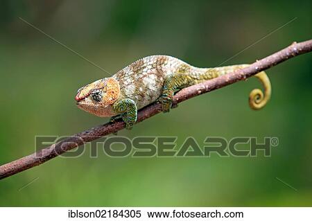Stock Photography - Short-horned Chameleon (Calumma brevicorne), male, foraging, Madagascar, Africa. Fotosearch