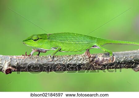 Short-nosed Chameleon (Calumma gastrotaenia), female, foraging, Perinet Reserve, Madagascar, Africa View Large Photo Image Stock Photo - Short-nosed Chameleon (Calumma gastrotaenia), female, foraging, Perinet Reserve, Madagascar, Africa. Fotosearch