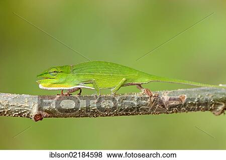 Short-nosed Chameleon (Calumma gastrotaenia), female, foraging, Perinet Reserve, Madagascar, Africa View Large Photo Image Stock Photo - Short-nosed Chameleon (Calumma gastrotaenia), female, foraging, Perinet Reserve, Madagascar, Africa. Fotosearch