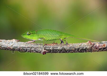 Short-nosed Chameleon (Calumma gastrotaenia), female, foraging, Perinet Reserve, Madagascar, Africa View Large Photo Image Stock Photo - Short-nosed Chameleon (Calumma gastrotaenia), female, foraging, Perinet Reserve, Madagascar, Africa. Fotosearch