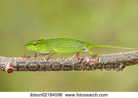Short-nosed Chameleon (Calumma gastrotaenia), Perinet Reserve, female, Madagascar, Africa View Large Photo Image Stock Photograph - Short-nosed Chameleon (Calumma gastrotaenia), Perinet Reserve, female, Madagascar, Africa. Fotosearch