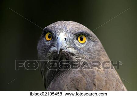 Short-toed Snake Eagle (Circaetus gallicus), adult, portrait, Cape Town, South Africa, Africa View Large Photo Image Stock Photo - Short-toed Snake Eagle (Circaetus gallicus), adult, portrait, Cape Town, South Africa, Africa. Fotosearch