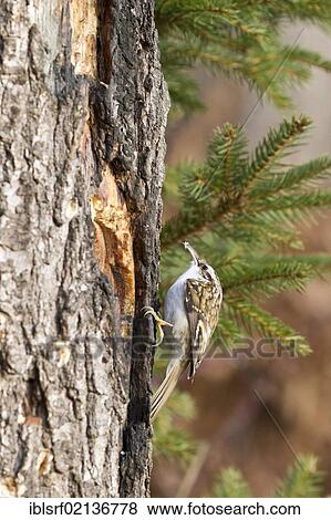 Stock Photo - Short-toed treecreeper (Certhia brachydactyla) on a tree trunk, Bad Sooden-Allendorf, Hesse, Germany, Europe. Fotosearch