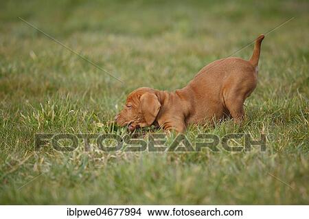 Picture - Shorthaired Hungarian pointer, puppy, 9 weeks, in the grass. Fotosearch