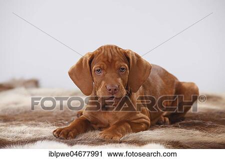Shorthaired Hungarian pointer, puppy, 9 weeks, lying on coat View Large Photo Image Stock Image - Shorthaired Hungarian pointer, puppy, 9 weeks, lying on coat. Fotosearch