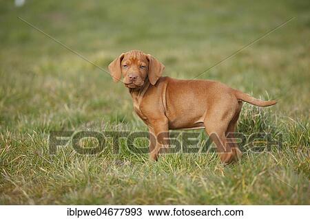 Stock Image - Shorthaired Hungarian pointer, puppy, 9 weeks, standing in the grass. Fotosearch