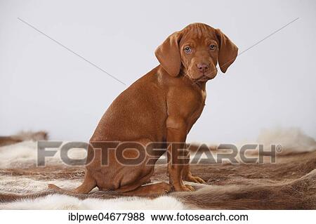 Stock Photo - Shorthaired Hungarian pointer, puppy, 9 weeks, sits on coat. Fotosearch