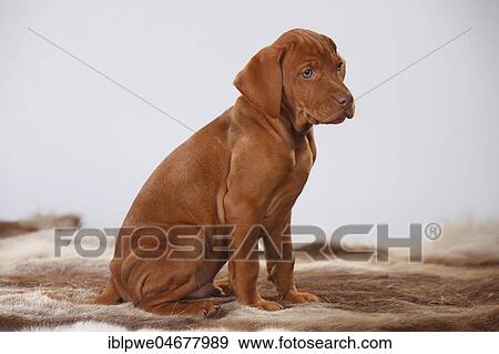 Shorthaired Hungarian pointer, puppy, 9 weeks, sits on coat View Large Photo Image Stock Photo - Shorthaired Hungarian pointer, puppy, 9 weeks, sits on coat. Fotosearch