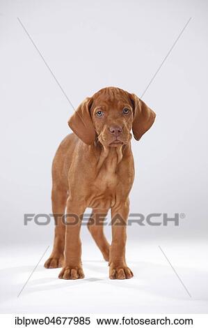 Shorthaired Hungarian pointer, puppy, 9 weeks, standing View Large Photo Image Stock Photography - Shorthaired Hungarian pointer, puppy, 9 weeks, standing. Fotosearch