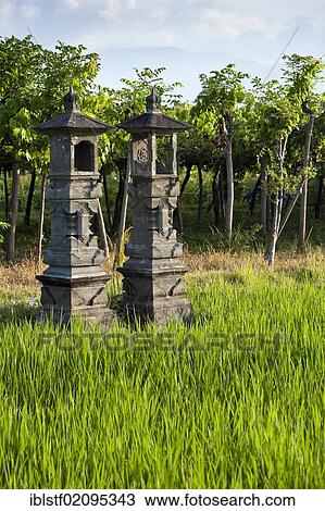 Shrines in honor of Dewi Sri, the goddess of rice, rice field, Bali, Indonesia, Southeast Asia, Asia View Large Photo Image Stock Image - Shrines in honor of Dewi Sri, the goddess of rice, rice field, Bali, Indonesia, Southeast Asia, Asia. Fotosearch