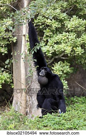 Picture - Siamang (Symphalangus syndactylus), adult, captive, Florida, USA, North America. Fotosearch