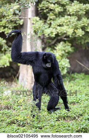 Stock Photography - Siamang (Symphalangus syndactylus), adult, captive, Florida, USA, North America. Fotosearch