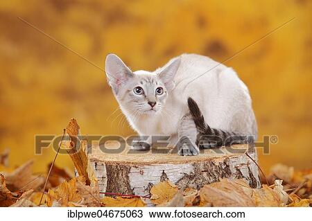 Siamese cat, blue-tabby-point, sits on tree trunk in autumn leaves, autumnal View Large Photo Image Stock Image - Siamese cat, blue-tabby-point, sits on tree trunk in autumn leaves, autumnal. Fotosearch