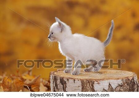 Siamese cat old type, kitten, blue-point, Thai cat, sits on tree trunk in autumn leaves, autumnal View Large Photo Image Picture - Siamese cat old type, kitten, blue-point, Thai cat, sits on tree trunk in autumn leaves, autumnal. Fotosearch