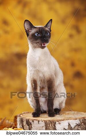 Stock Photography - Siamese cat old type, seal-point, Thai cat, sits on tree trunk and meows, autumnal. Fotosearch