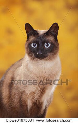 Siamese cat old type, tomcat, seal-point, Thai cat, animal portrait View Large Photo Image Picture - Siamese cat old type, tomcat, seal-point, Thai cat, animal portrait. Fotosearch