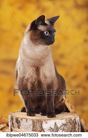 Stock Image - Siamese cat old type, tomcat, seal-point, Thai cat, sits on tree trunk, autumnal. Fotosearch