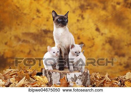Stock Image - Siamese cats old type, seal-point, with kitten, blue-point and cinnamon-point, Thai cat, sitting on tree trunk in autumn leaves, autumnal. Fotosearch