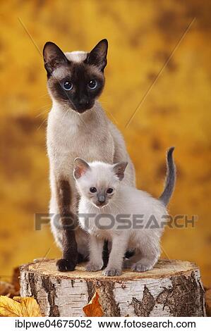 Siamese cats old type, seal-point, with kitten, blue-point and cinnamon-point, Thai cat, sitting on tree trunk in autumn leaves, autumnal View Large Photo Image Stock Image - Siamese cats old type, seal-point, with kitten, blue-point and cinnamon-point, Thai cat, sitting on tree trunk in autumn leaves, autumnal. Fotosearch