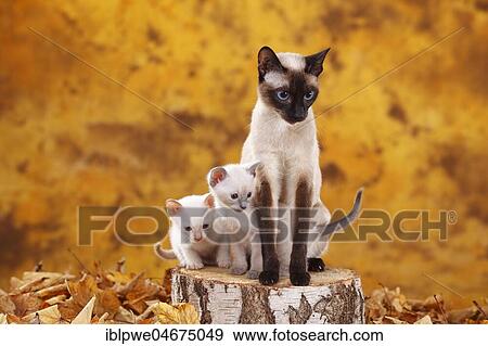 Siamese cats old type, seal-point, with kitten, blue-point and cinnamon-point, Thai cat, sitting on tree trunk in autumn leaves, autumnal View Large Photo Image Stock Photo - Siamese cats old type, seal-point, with kitten, blue-point and cinnamon-point, Thai cat, sitting on tree trunk in autumn leaves, autumnal. Fotosearch