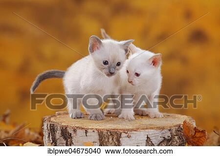 Siamese cats old type, two kittens, blue-point and cinnamon-point, Thai cat, autumnal sitting on tree trunk in autumn leaves, autumnal View Large Photo Image Stock Image - Siamese cats old type, two kittens, blue-point and cinnamon-point, Thai cat, autumnal sitting on tree trunk in autumn leaves, autumnal. Fotosearch
