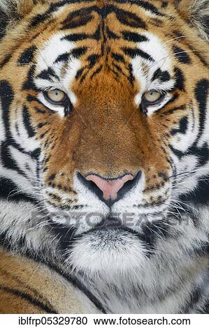 Stock Image - Siberian tiger, Panthera tigris altaica. Fotosearch