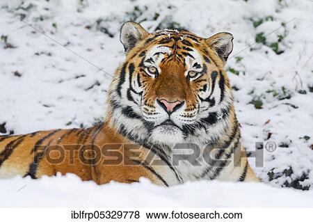 Stock Photo - Siberian tiger, Panthera tigris altaica. Fotosearch