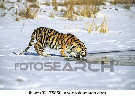 Siberian Tiger (Panthera tigris altaica), in the snow, drinking water, Gamefarm, Rocky Mountains, Colorado, USA, North America View Large Photo Image Stock Image - Siberian Tiger (Panthera tigris altaica), in the snow, drinking water, Gamefarm, Rocky Mountains, Colorado, USA, North America. Fotosearch