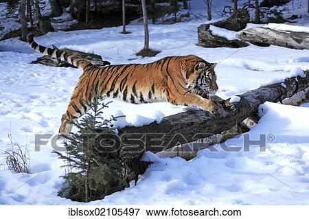 Stock Photo - Siberian tiger (Panthera tigris altaica), snow, captive, Montana, USA, North America. Fotosearch